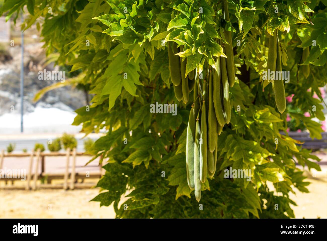 Wisteria sinensis, Chinese wisteria Plant, Seed Pods Stock Photo Alamy