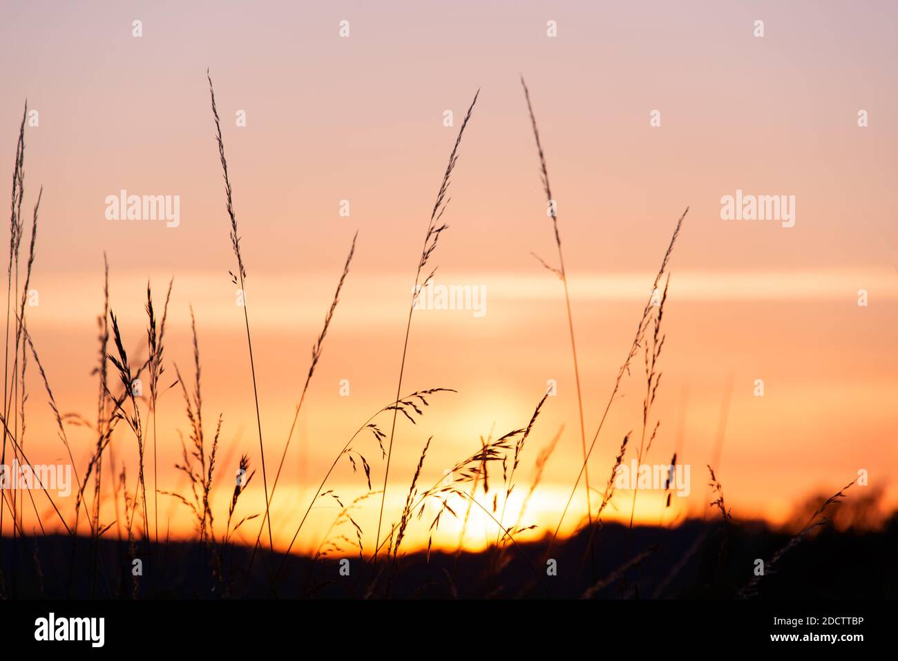 Weed grass silhouette at sunset in summer, pink sky background Stock Photo
