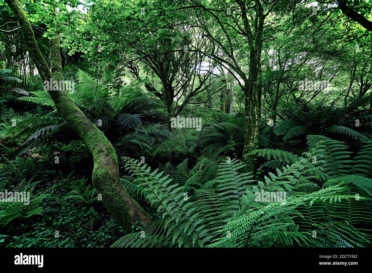 A wild valley in Tremenheere Gardens, Penzance, Cornwall, UK Stock Photo