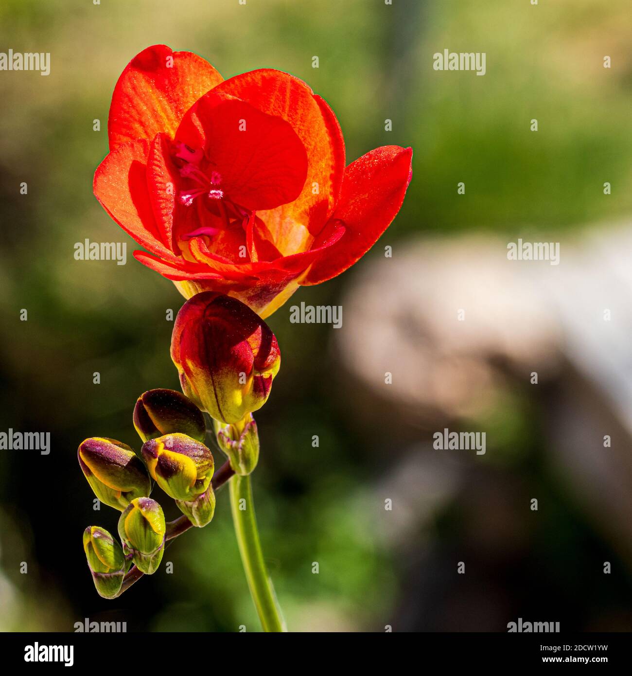 Oberon freesia hires stock photography and images Alamy