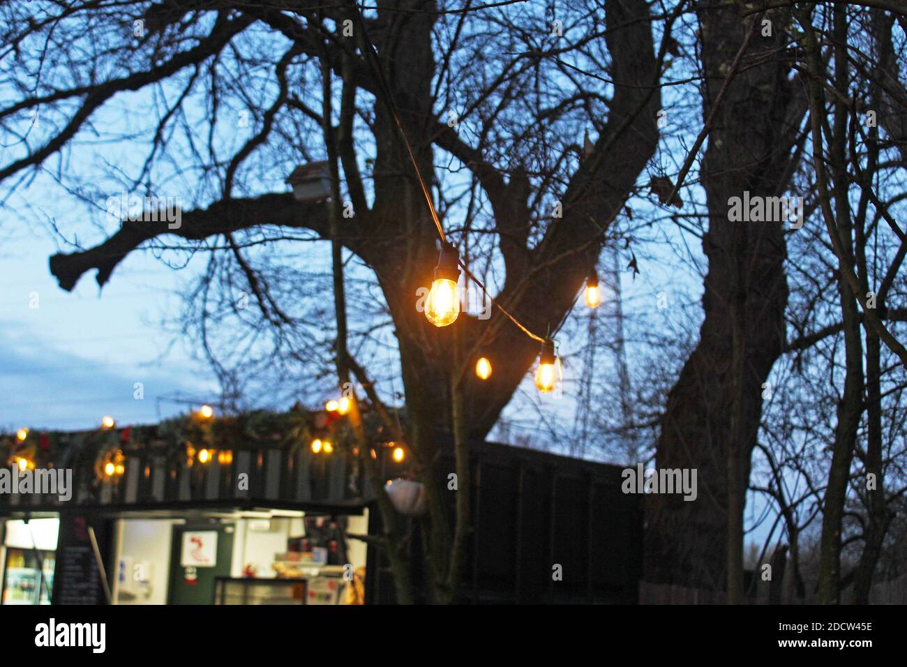 String of glowing hanging lightbulbs fairy lights in trees/woods at