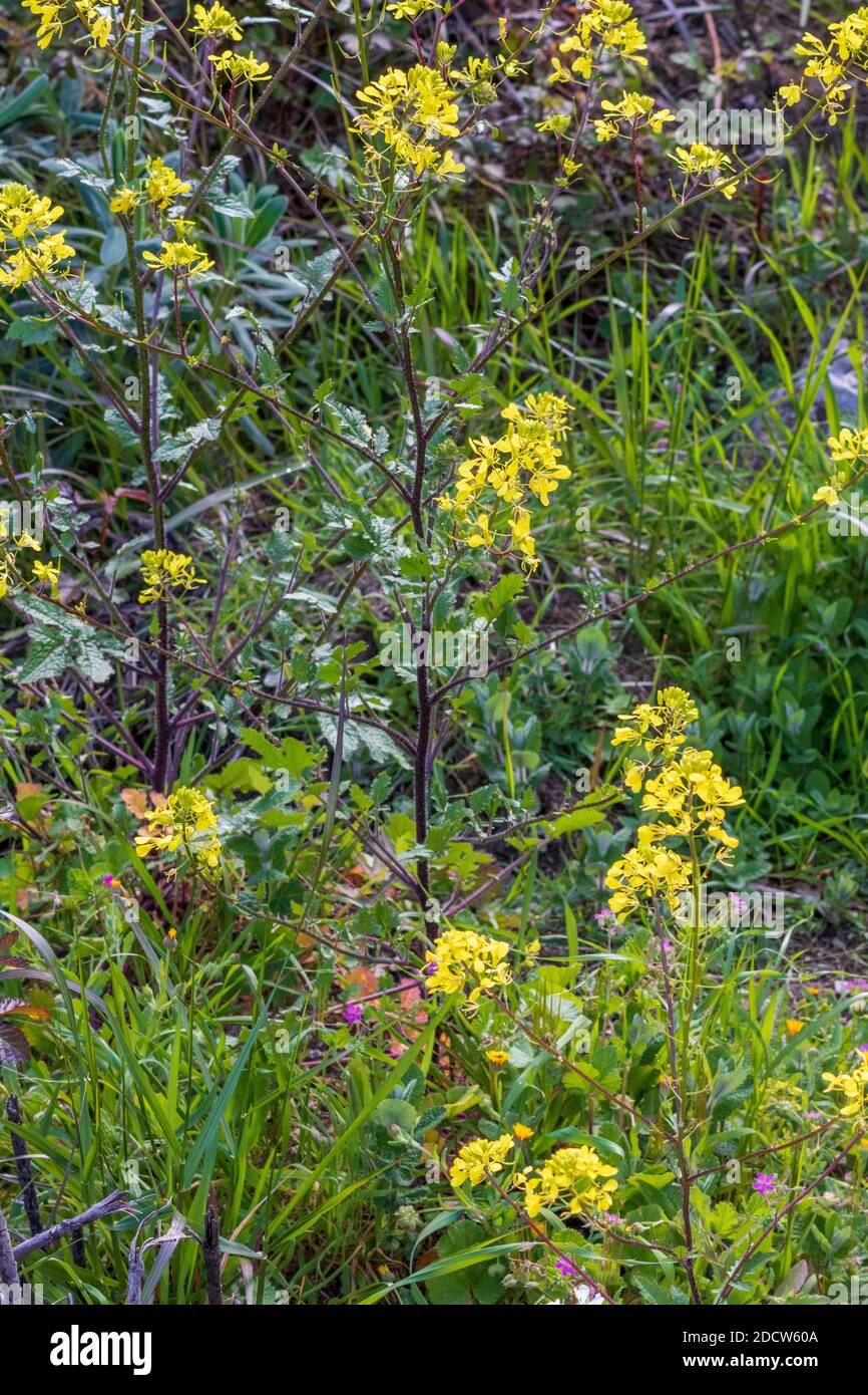 Erucastrum nasturtiifolium, Watercress Leaf Rocket in Flower Stock Photo