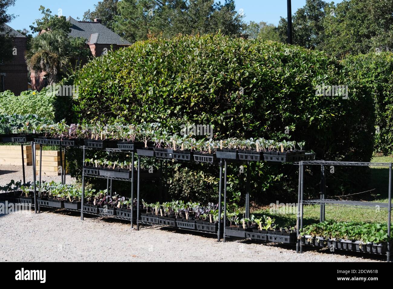 Urban Gardens Stock Photo