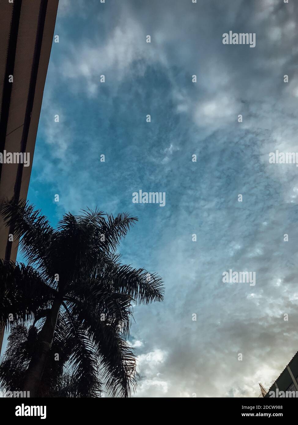 A vertical low angle shot of the buildings and palm trees captured on a ...