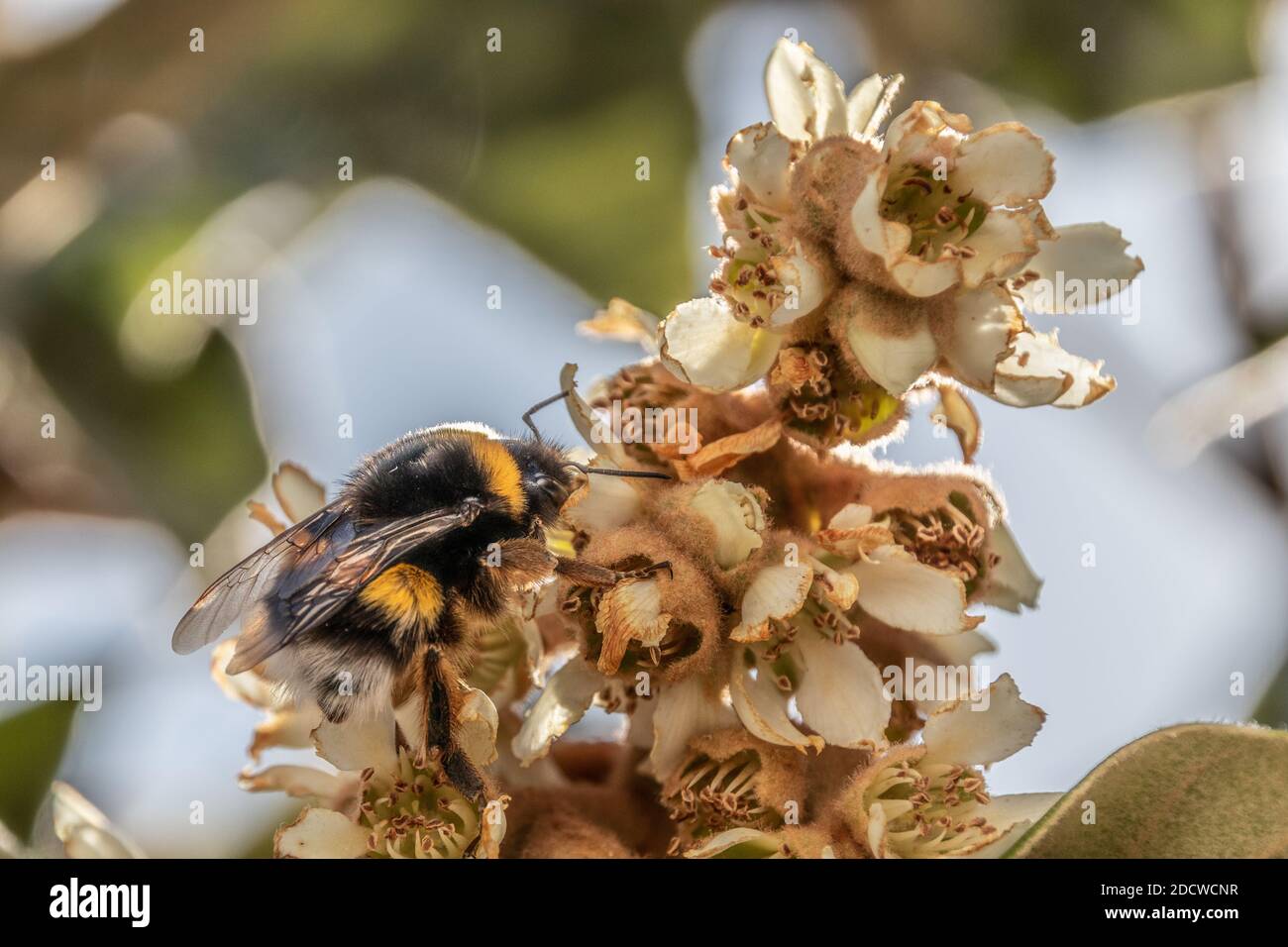 Bombus terrestris, Buff tailed bumblebee on the Flower of a Eriobotrya japonica tree Stock Photo