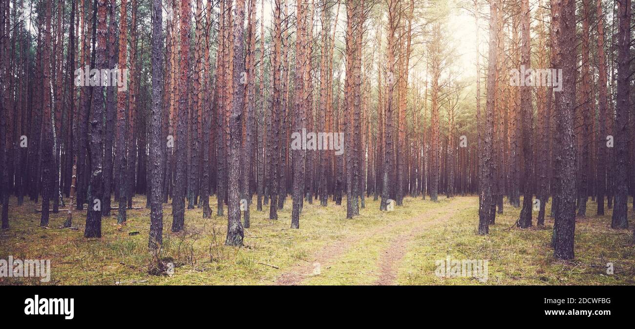 Color toned picture of coniferous forest in autumn. Stock Photo