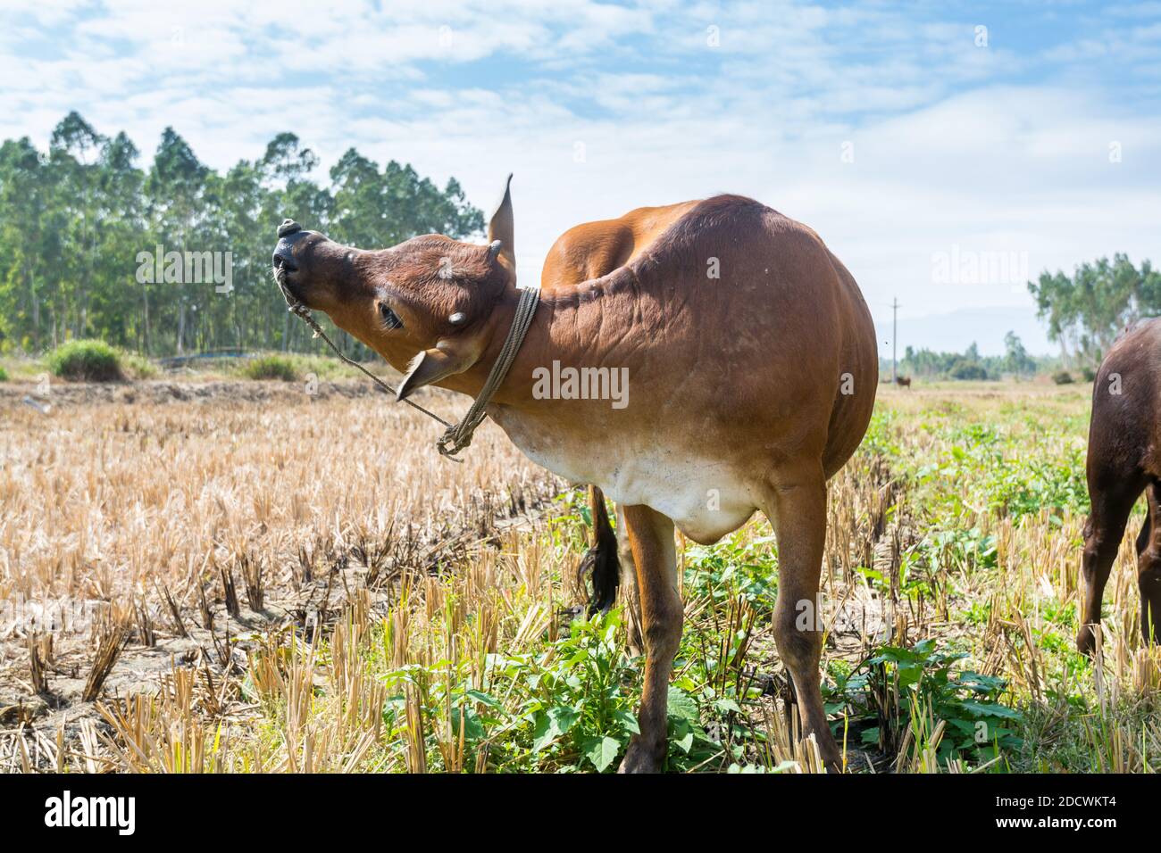 A brown Chinese cow scratching its head with feet Stock Photo