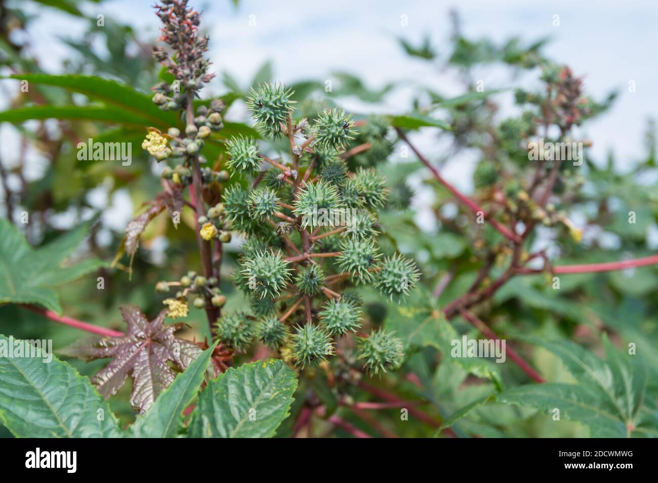 Fruit of Ricinus communis (the castorbean or castor-oil-plant). Green castor oil plant on the tree. Stock Photo