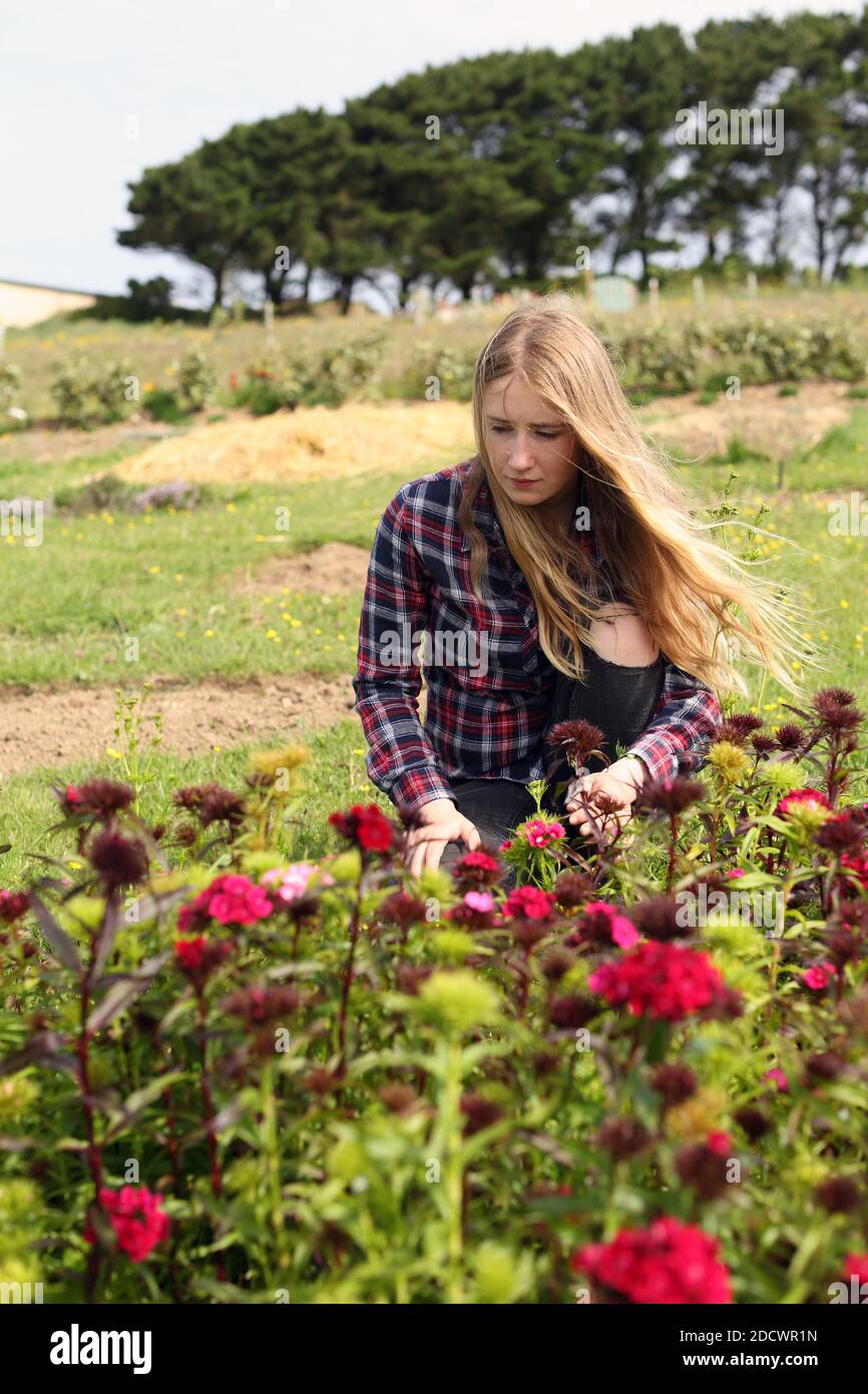Young girl is picking flowers at the community Orchard in Yeoman Way, Newquay . Stock Photo