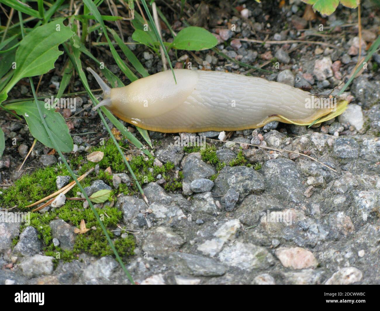 DEROCERAS RETICULATUM  gray field slug Stock Photo