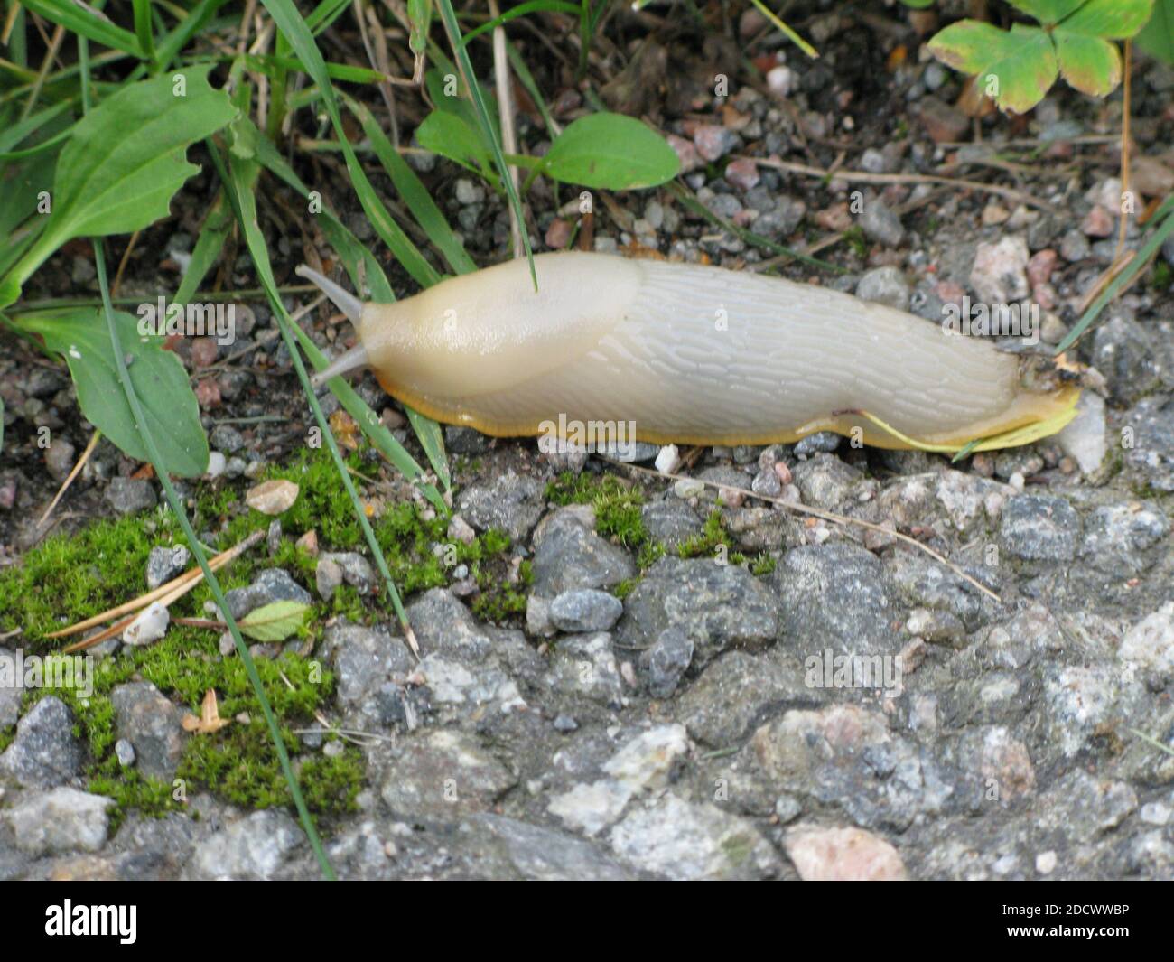 DEROCERAS RETICULATUM  grey field slug Stock Photo