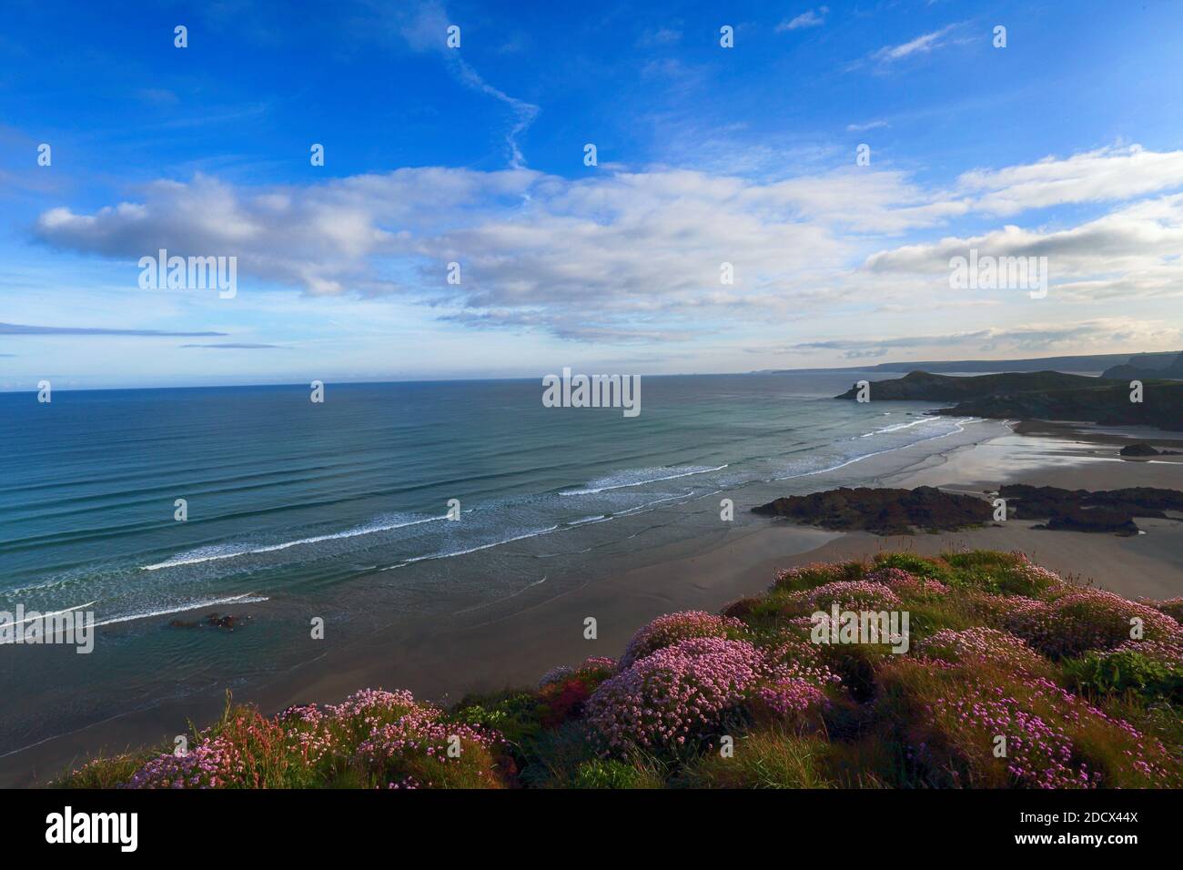 Cliff with sea pink overlooking the South West Coast path , Watergate Bay . Newquay, Cornwall, England, UK. Stock Photo