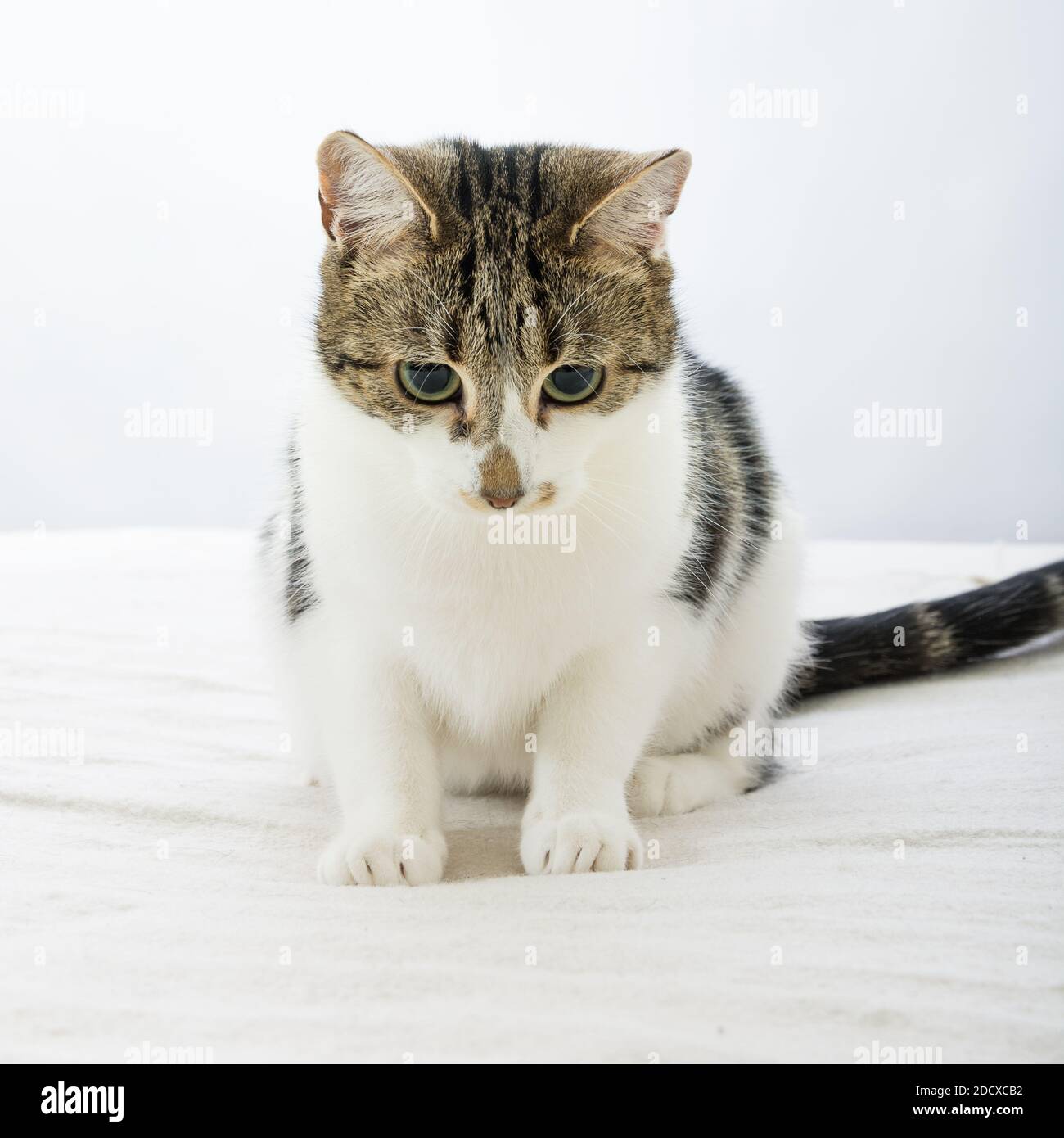 Adorable Tabby cat with cute eyes looking into camera Stock Photo - Alamy