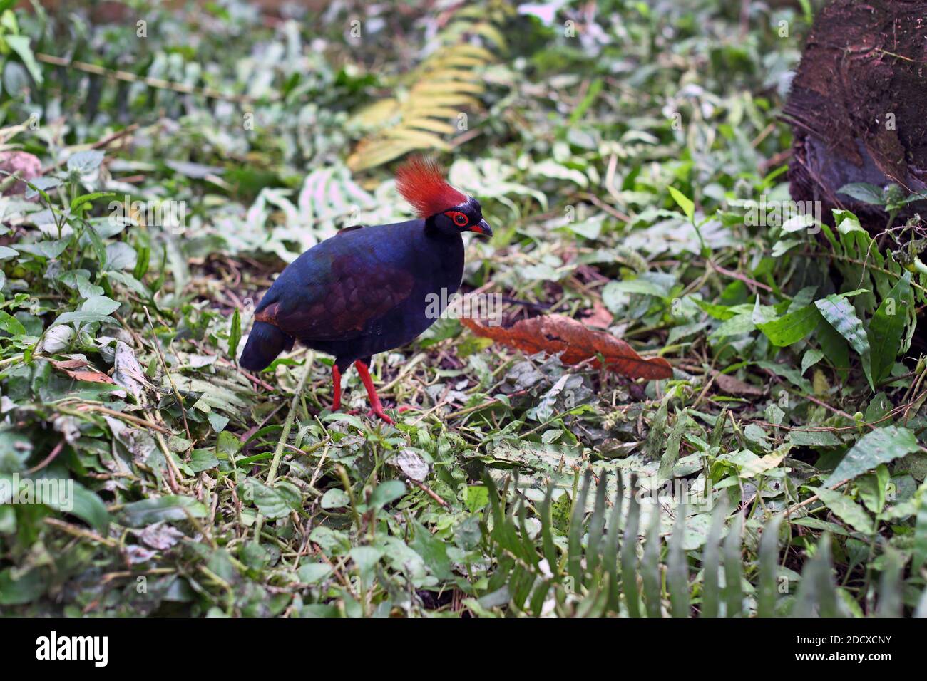 GREAT BRITAIN / Cornwall /The crested partridge (Rollulus rouloul) at ...