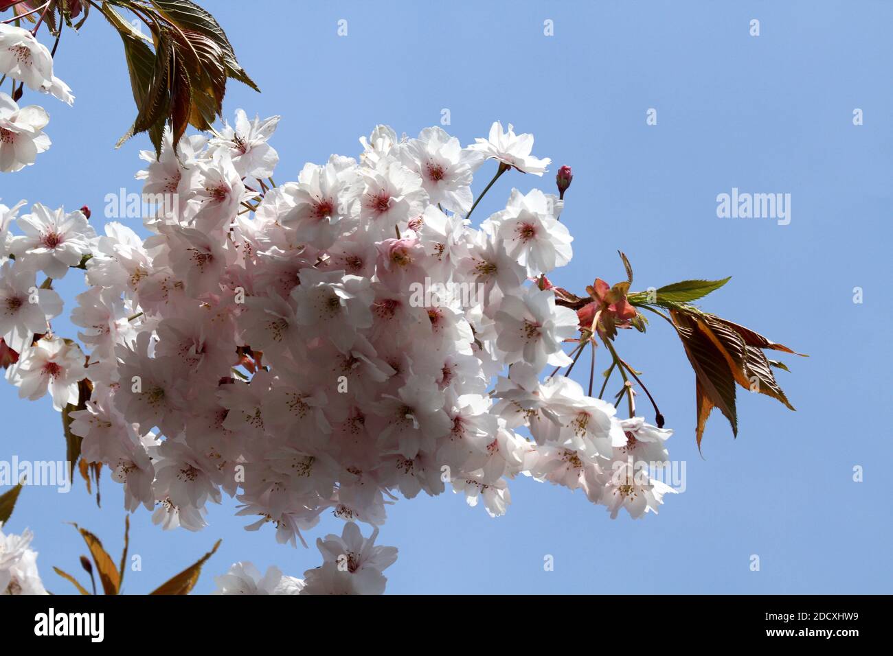 Ayr Spring Blossom Belleisle Park Ayrshire, Scotland, UK Stock Photo ...