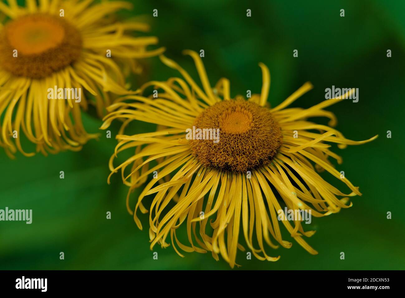 Close up of yellow worn flower in the garden. Stock Photo