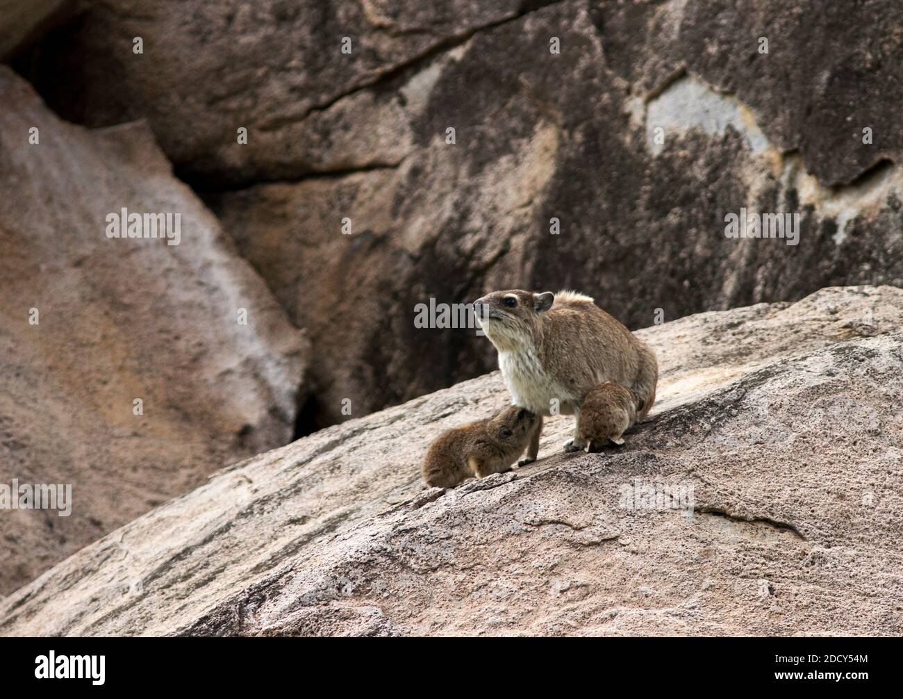 Bush Hyrax are equally at home on rocky outcrops as they are finding food high up in the tree canopies. In some areas they will share rock crevasse Stock Photo