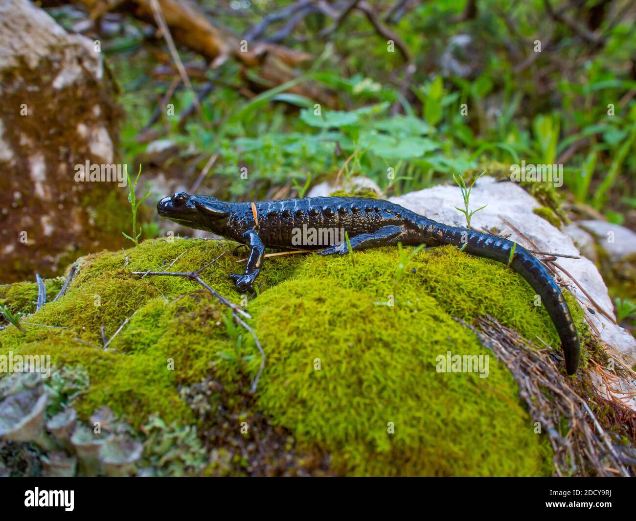 alpine salamander, salamandra atra in austria Stock Photo