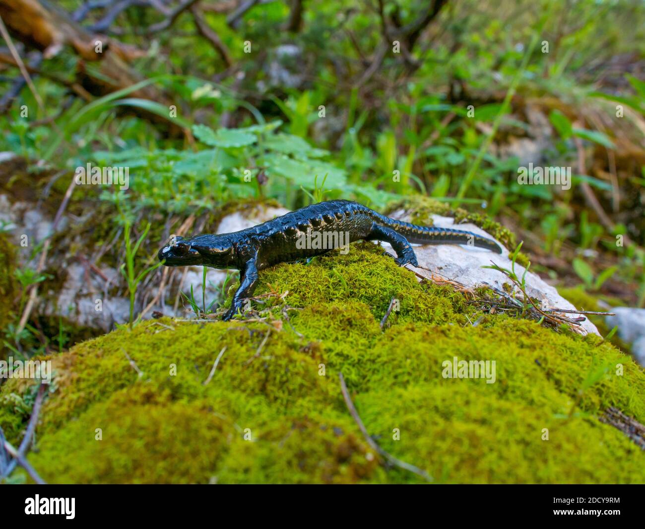 alpine salamander, salamandra atra in austria Stock Photo