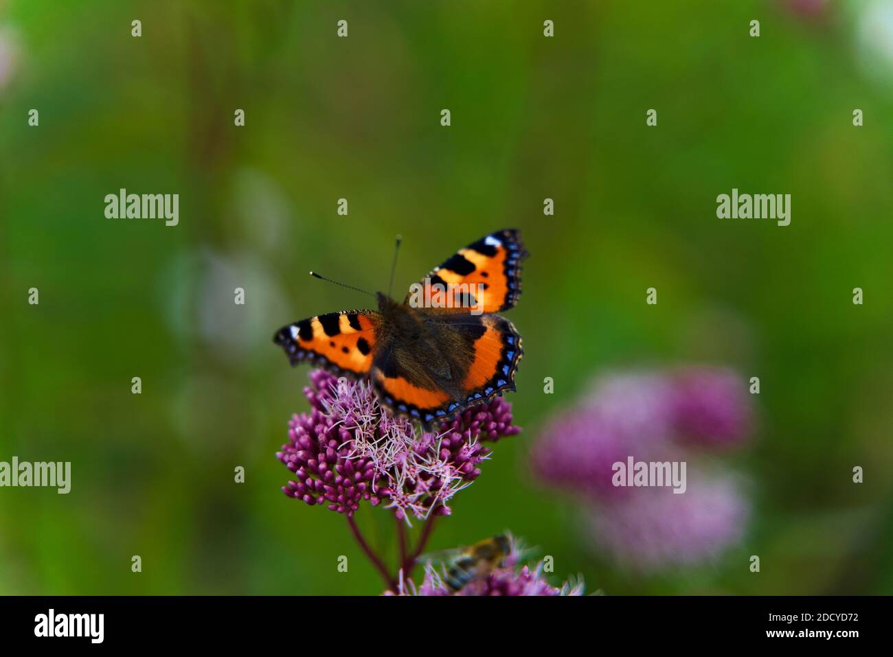 Butterfly with open wings sitting on a plant with green bokeh background. Stock Photo