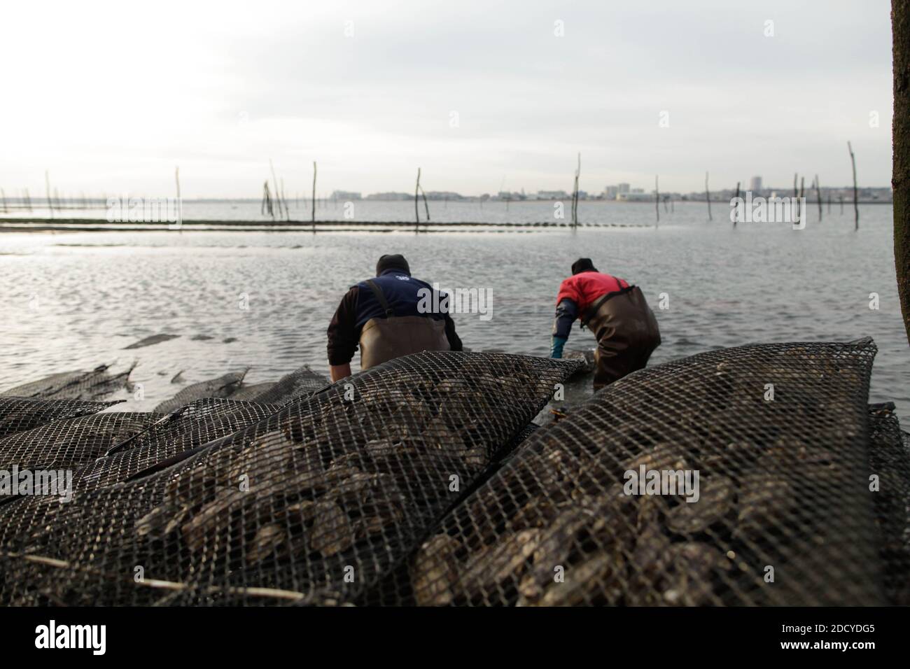 The oyster workers prepare the oysters in their wooden packaging for