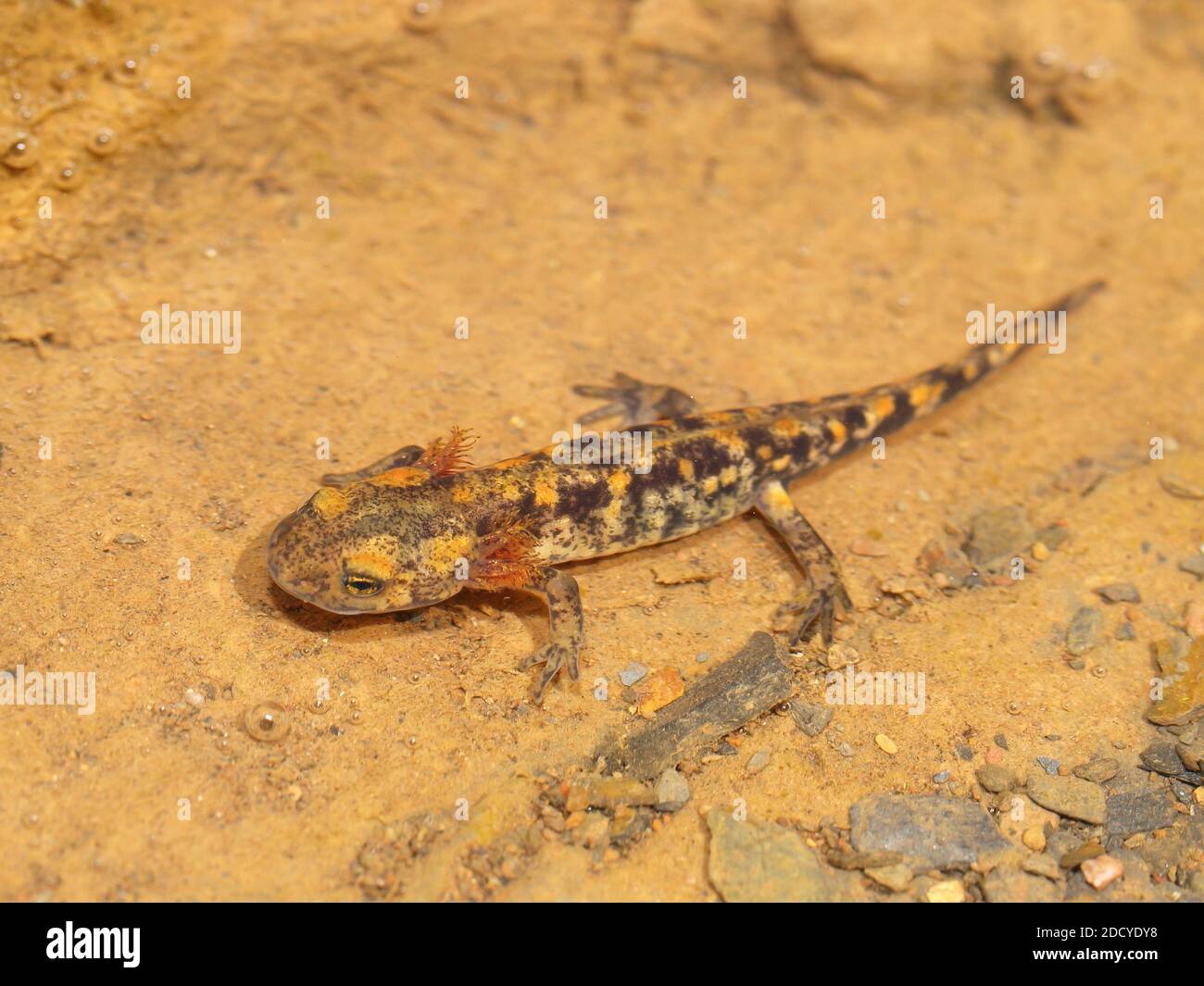 Baby newt hi-res stock photography and images - Alamy, image size:1300x1065