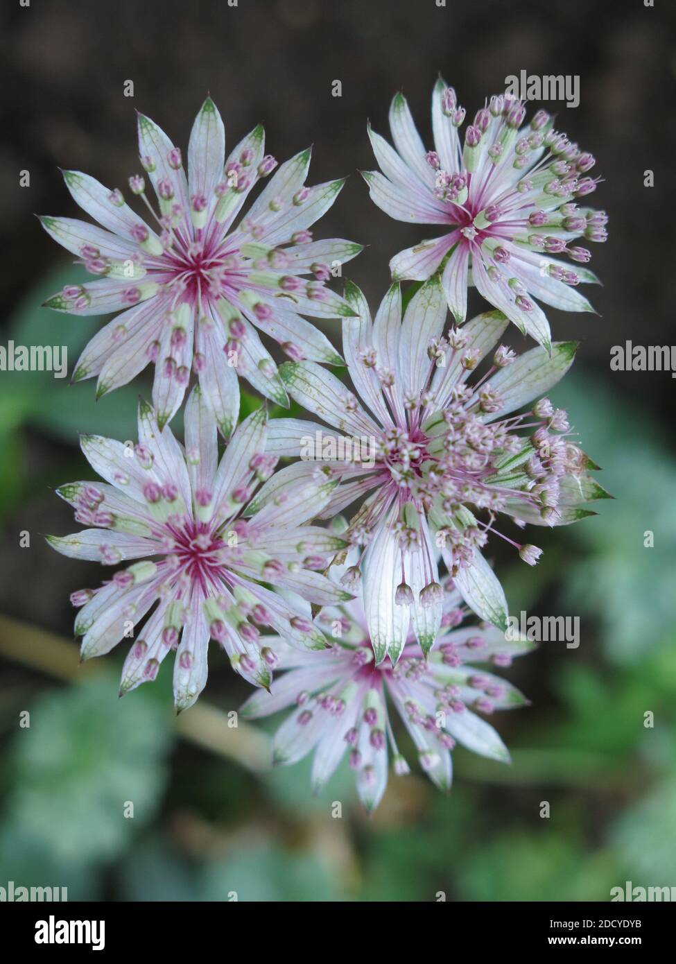 Close-up of a cluster of the dainty pink flowers of Astrantia, also known as Masterwort or Hattie's pincushion. Stock Photo