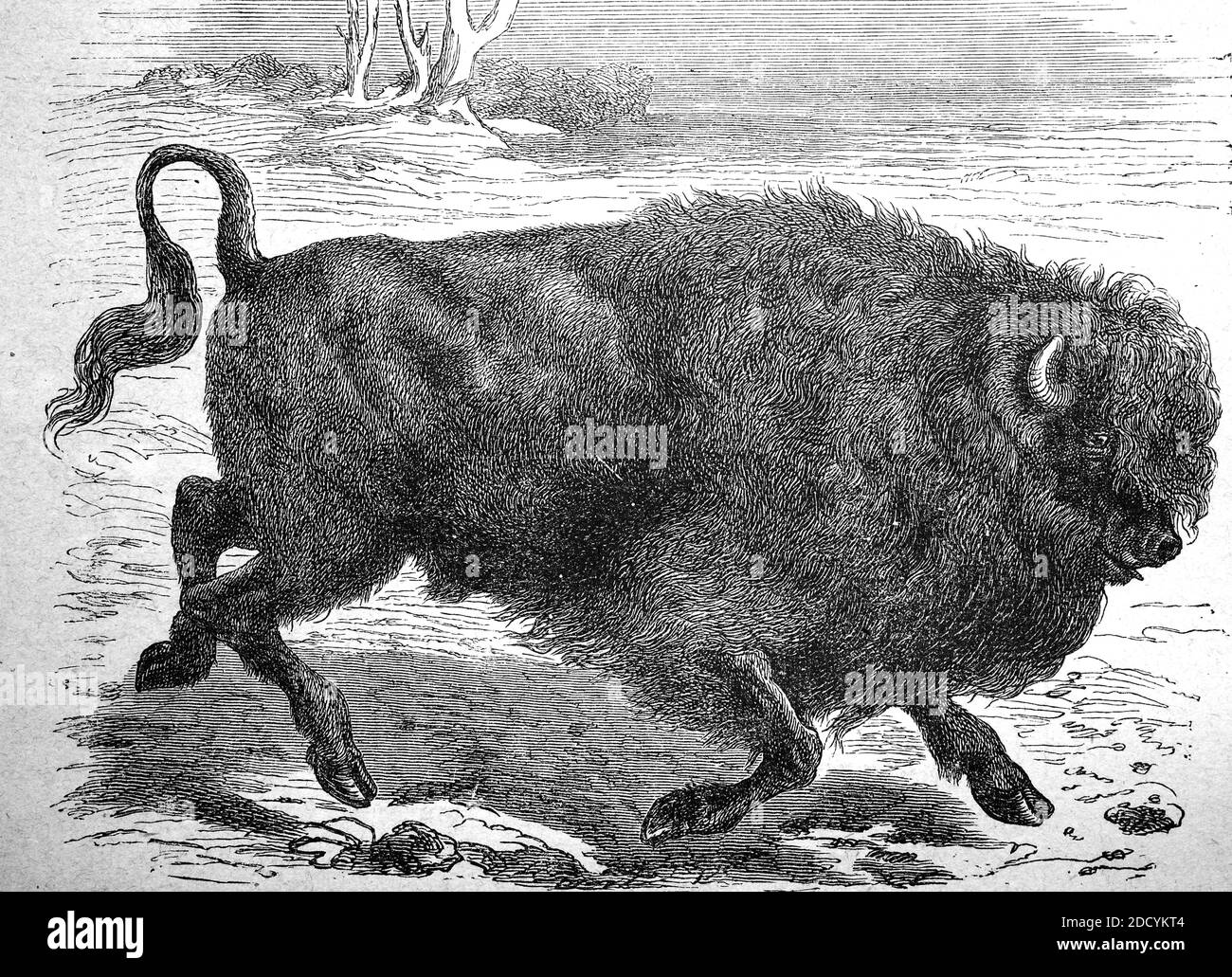 Bison, wild cattle, Bos bison, from North America, illustration from the year 1880  /  Bison, Wildrind, Bos bison, aus Nordamerika, Illustration aus dem Jahre 1880, Historisch, historical, digital improved reproduction of an original from the 19th century / digitale Reproduktion einer Originalvorlage aus dem 19. Jahrhundert, Stock Photo