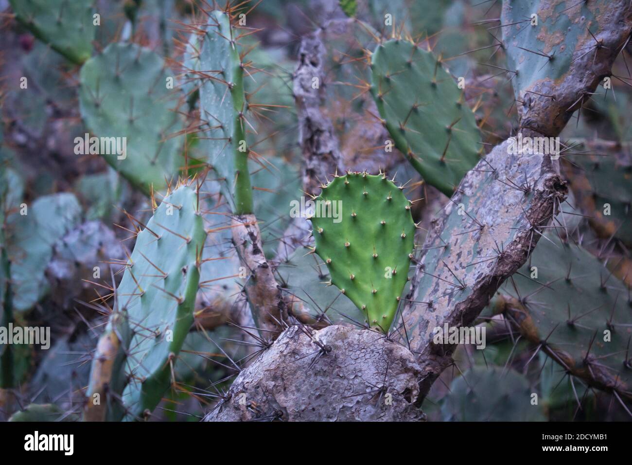 Wild Cactus on the slope near the beach of Nhon ly village, Quy Nhon Stock  Photo - Alamy