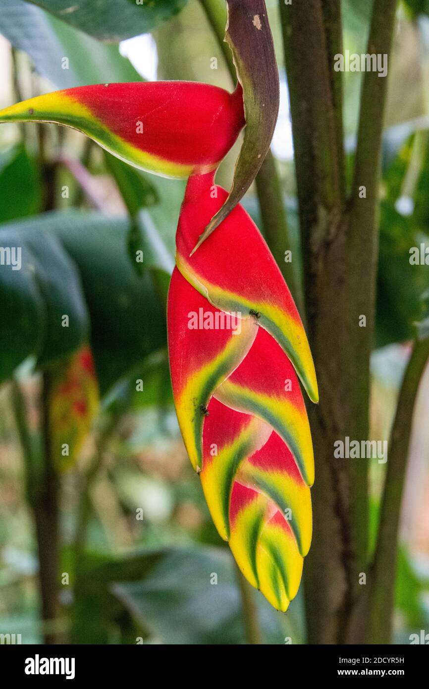 A Heliconia- also a Lobster Claw flowering plant in the Iguazu National Park  on the border between Brazil and Argentina.   It is a native to the trop Stock Photo