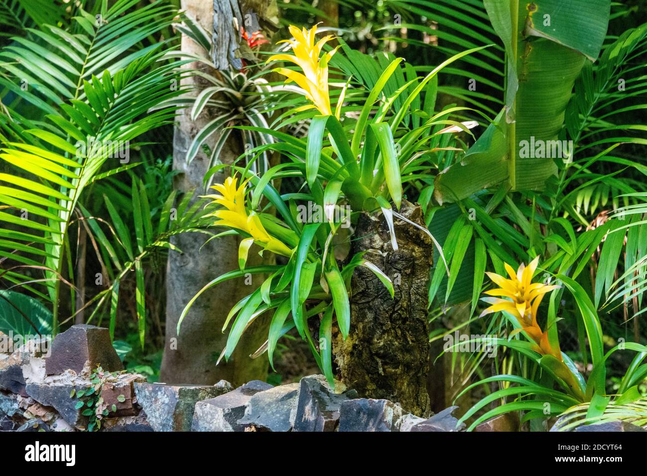 A mix of flowering Guzmania lingulata - the droophead tufted airplant is a species of flowering plant in the family Bromeliaceae, subfamily Tillandsio Stock Photo