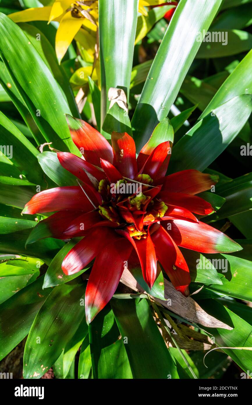 Guzmania lingulata - the droophead tufted airplant or scarlet star, is a species of flowering plant in the family Bromeliaceae, subfamily Tillandsioid Stock Photo