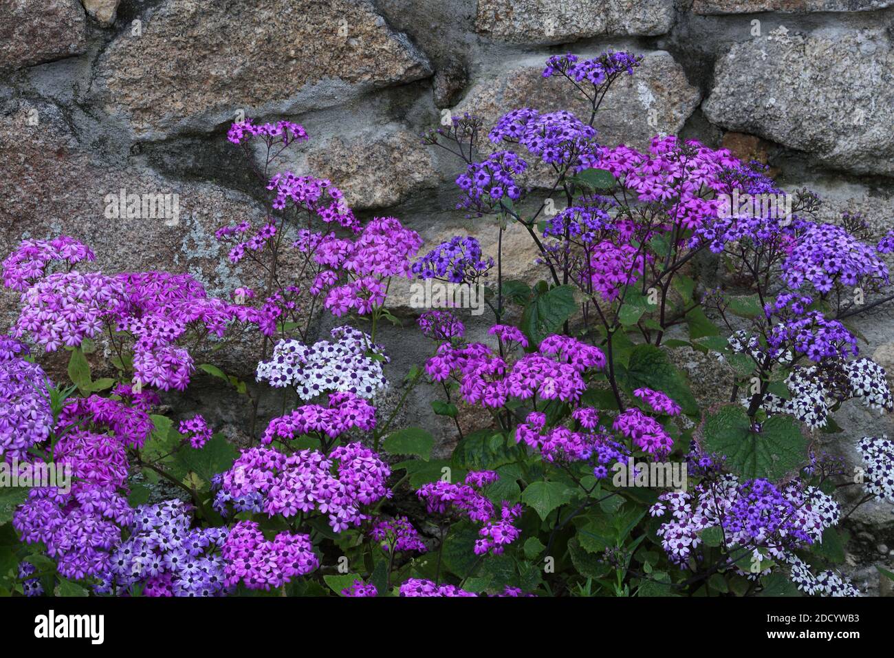 Pink and purple wild flower with stone wall Isles of Scilly Stock Photo