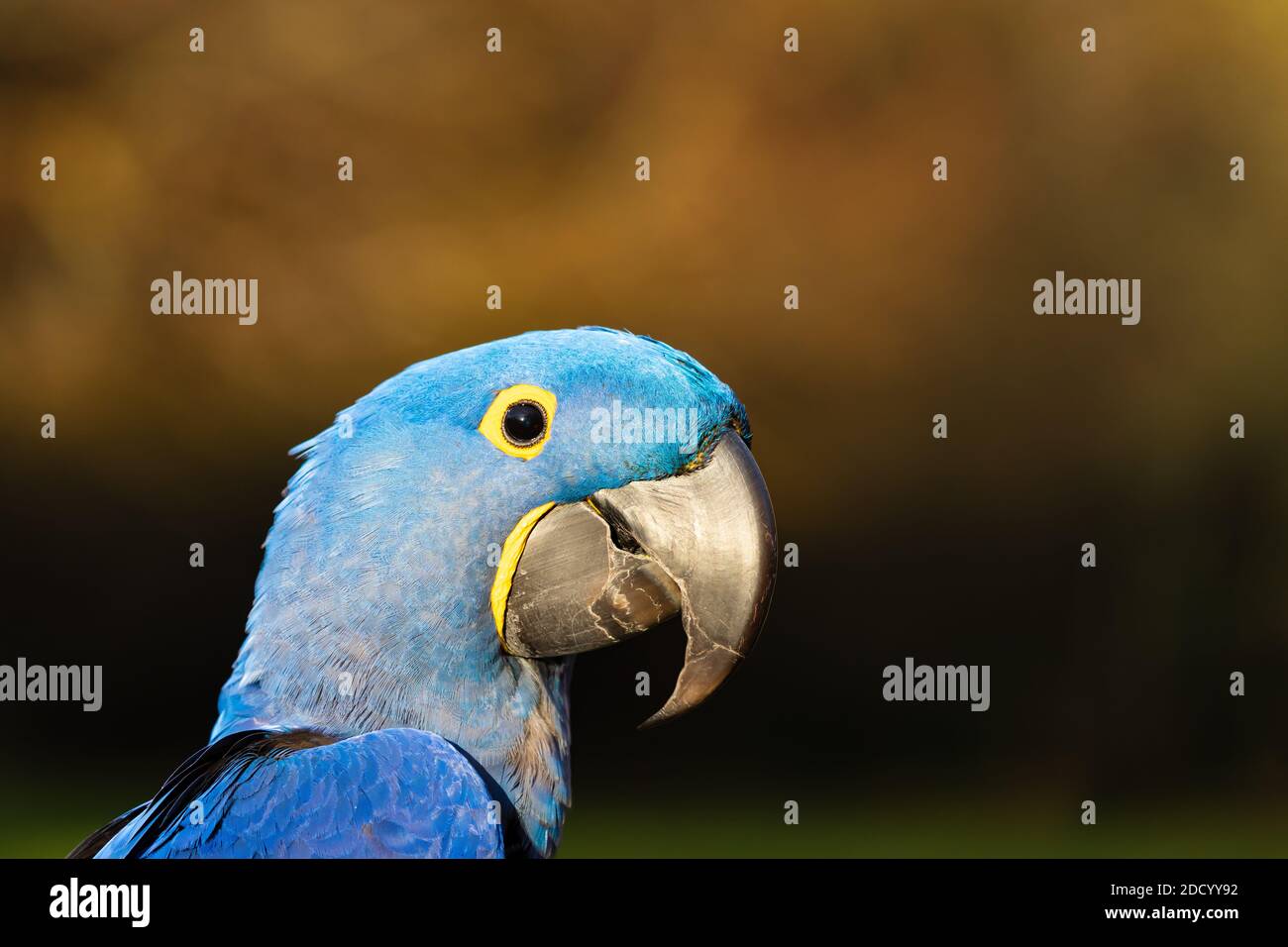 Blue Hyacinth Macaw , anodorhynchus hyacinthinus, parrot head. Stock Photo