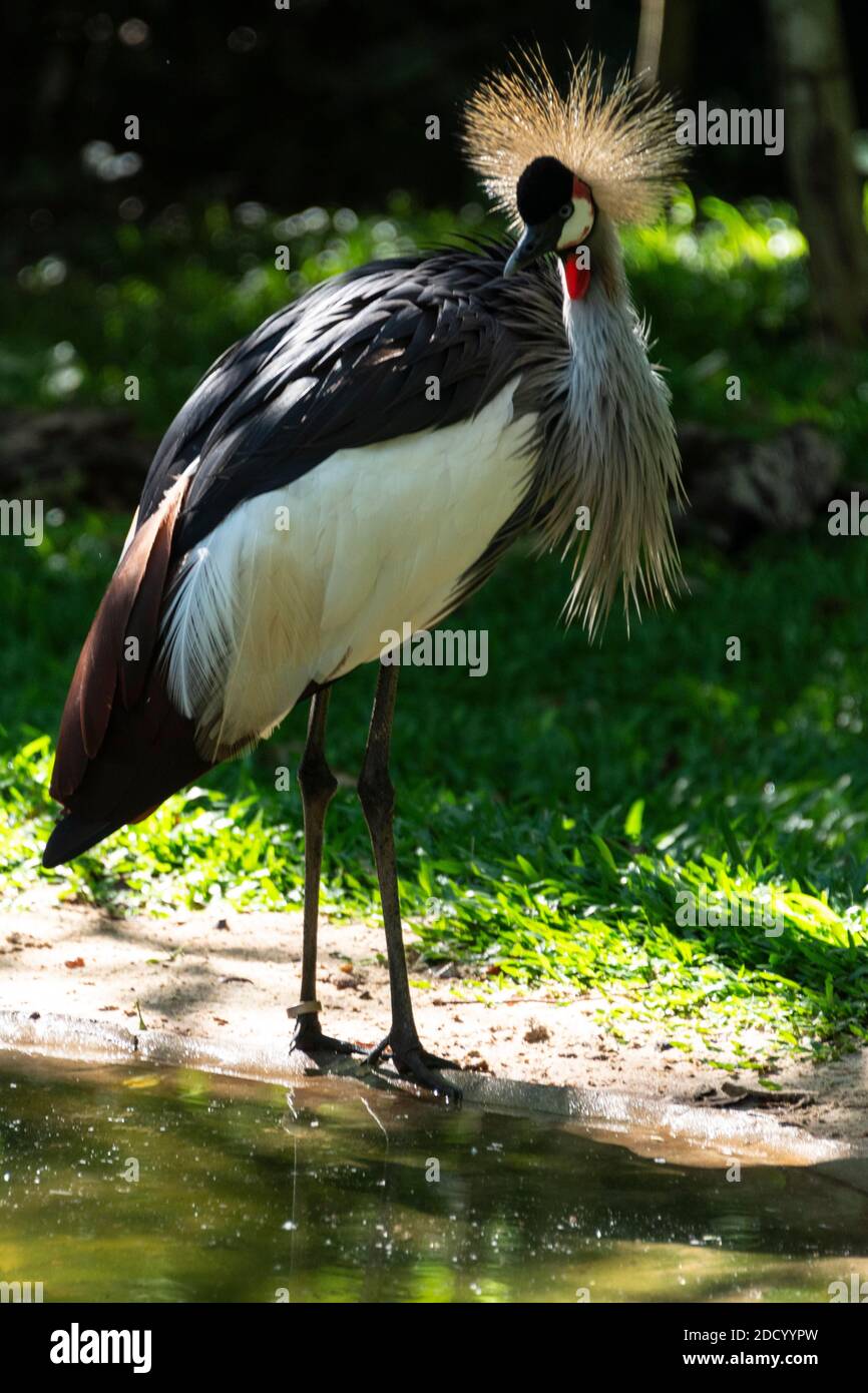 The long-legged Grey-crowned crane from Africa, is a bird in the crane family, Gruidae, Stock Photo