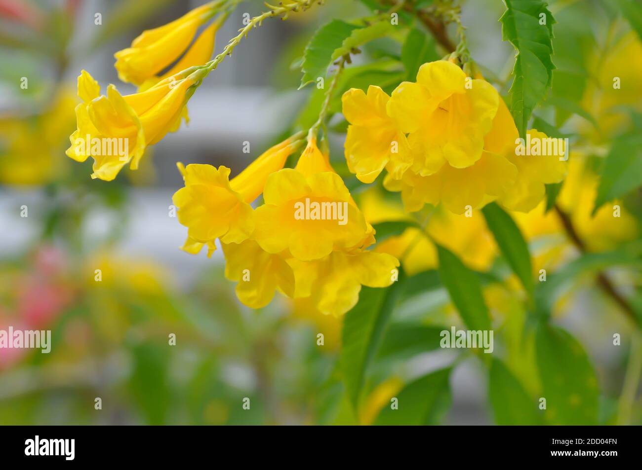 Trumpet vine, Yellow, Yellow bell or Yellow elder flower Stock Photo