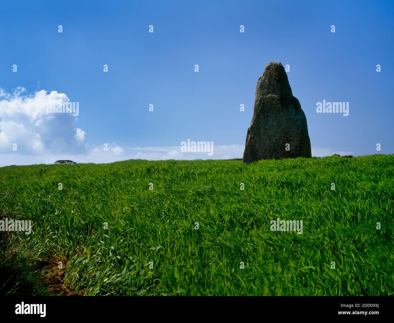 View W of the Blind Fiddler prehistoric monolith, nr Trenuggo, West Penwith, Cornwall, England, UK: according to tradition a musician turned to stone. Stock Photo