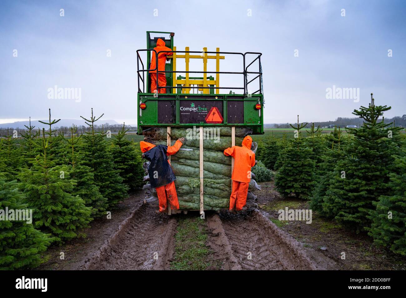 Milnathort, Scotland, UK. 23 November 2020. Christmas trees are being harvested in a plantation near Milnathort in Perth and Kinross. The plantation is operated by the Kilted Tree Company based at Tillyochie Farm near Milnathort. Workers cut selected trees and these are fitted inside protective sleeves using specialist machinery on tractors before being transported to market.  Iain Masterton/Alamy Live News Stock Photo