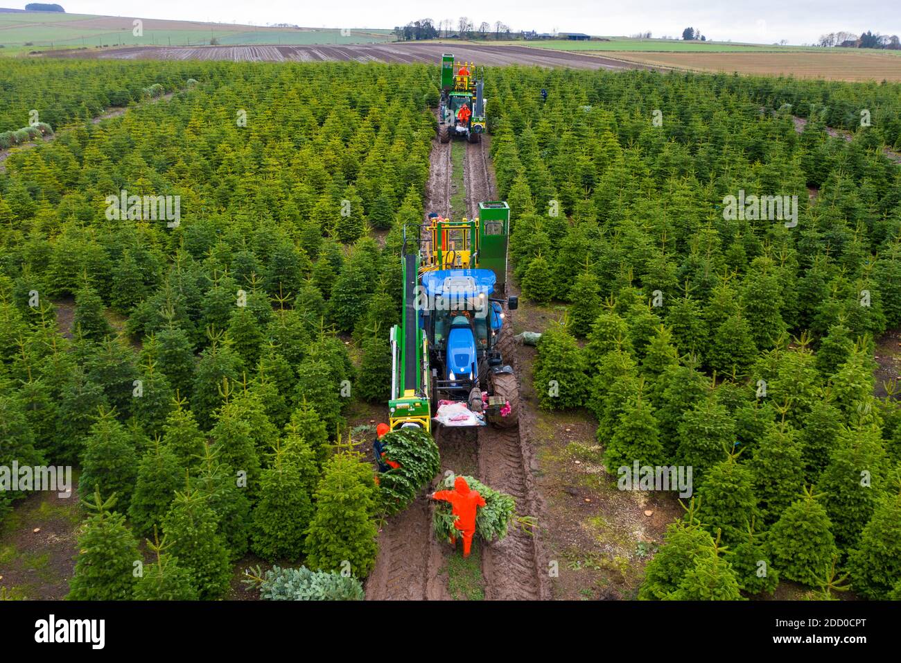 Milnathort, Scotland, UK. 23 November 2020. Christmas trees are being harvested in a plantation near Milnathort in Perth and Kinross. The plantation is operated by the Kilted Tree Company based at Tillyochie Farm near Milnathort. Workers cut selected trees and these are fitted inside protective sleeves using specialist machinery on tractors before being transported to market.  Iain Masterton/Alamy Live News Stock Photo