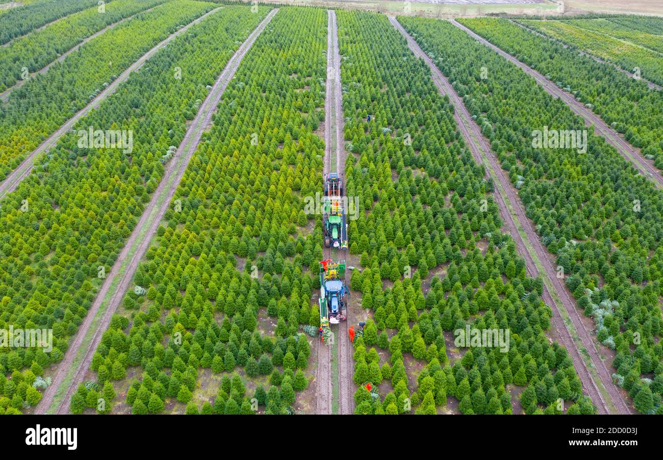 Milnathort, Scotland, UK. 23 November 2020. Christmas trees are being harvested in a plantation near Milnathort in Perth and Kinross. The plantation is operated by the Kilted Tree Company based at Tillyochie Farm near Milnathort. Workers cut selected trees and these are fitted inside protective sleeves using specialist machinery on tractors before being transported to market.  Iain Masterton/Alamy Live News Stock Photo