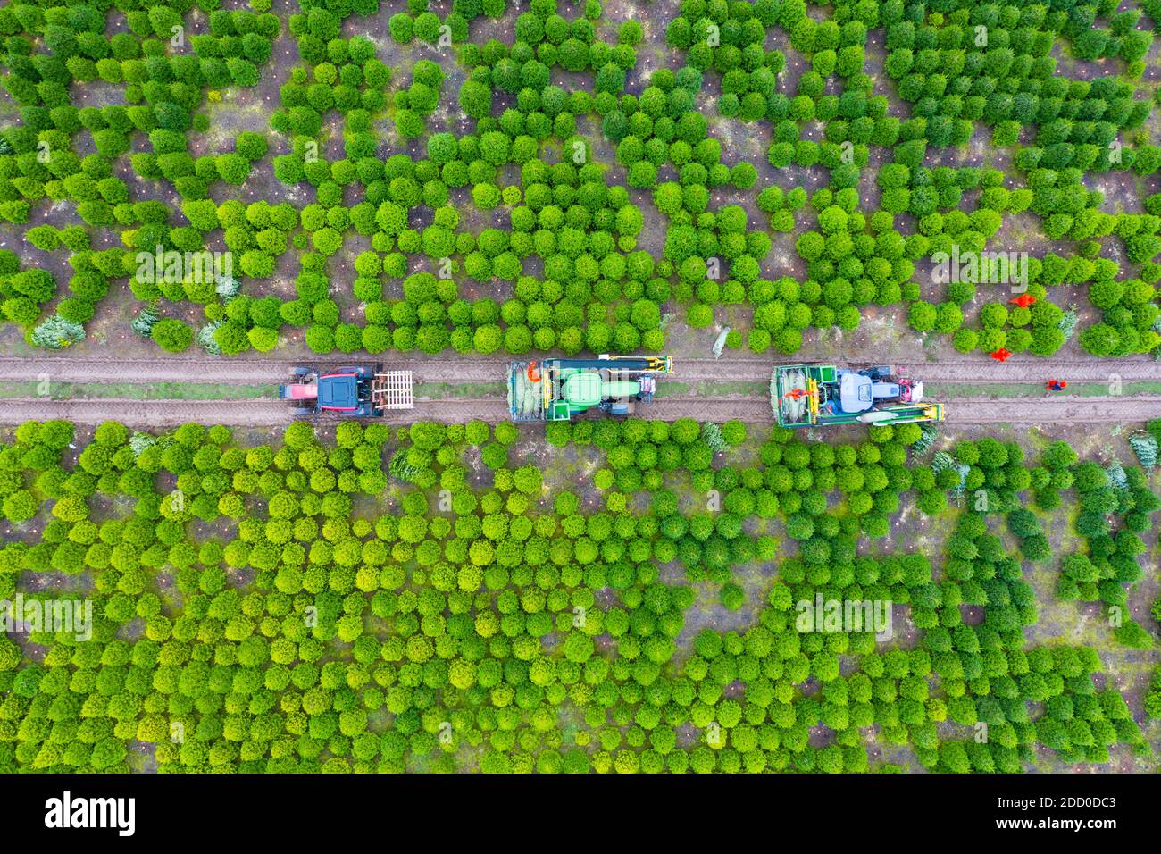 Kilted christmas tree company hires stock photography and images Alamy