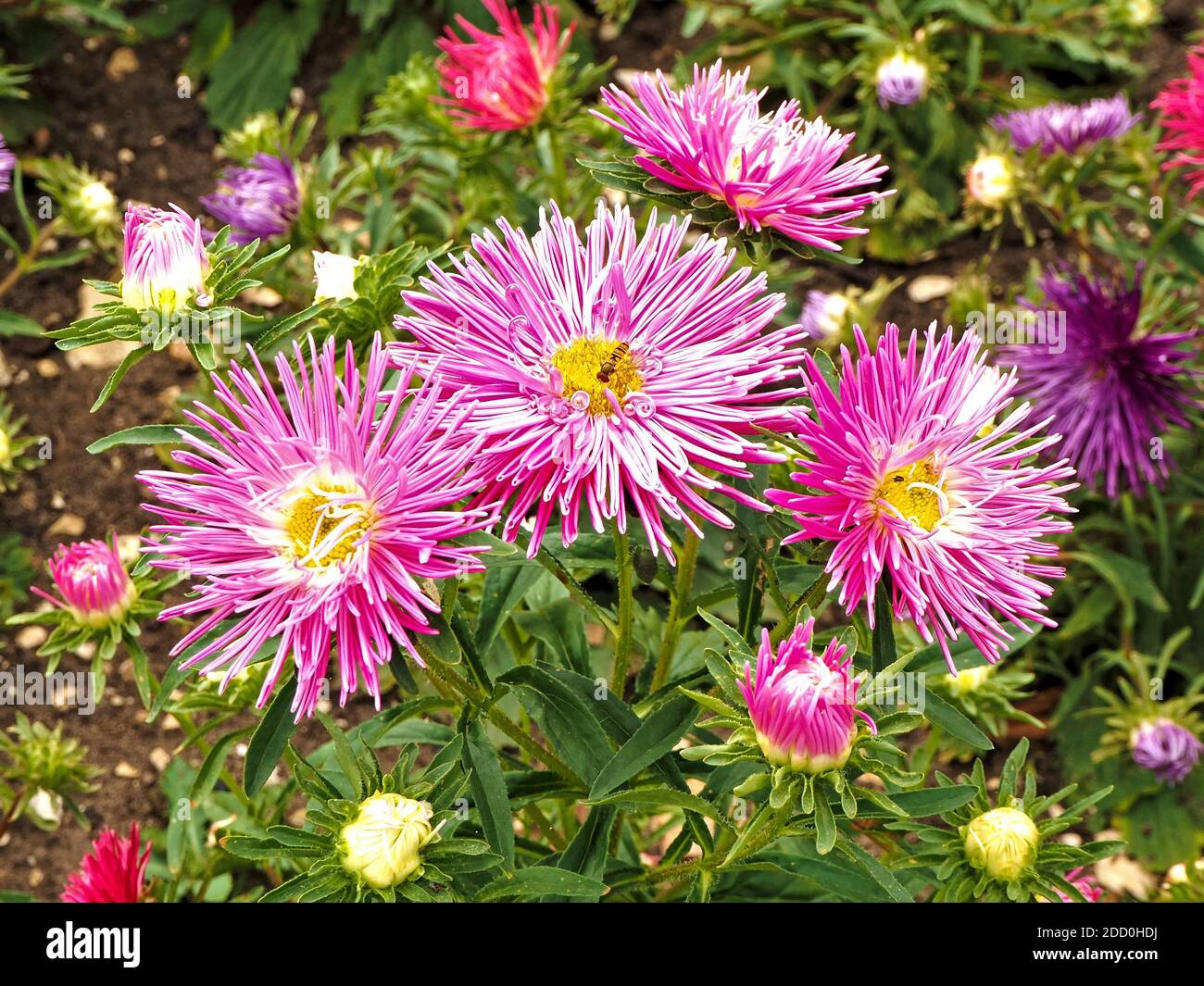 Closeup of pretty Chinese aster Needle Pink flowers, Callistephus chinensis, in a garden Stock Photo