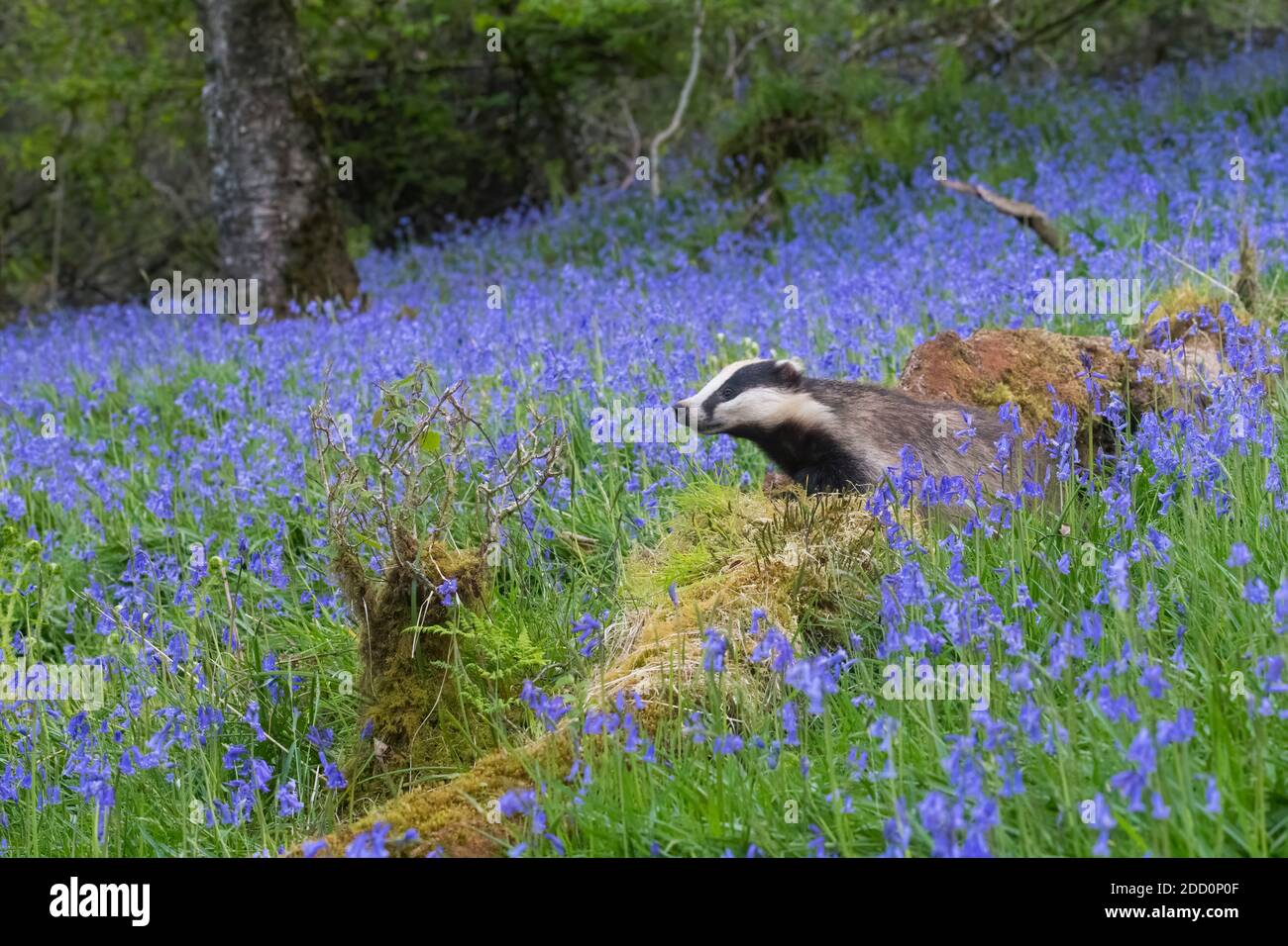 European Badger, Meles meles, in bluebell woodland, Dumfries and Galloway, Scotland Stock Photo