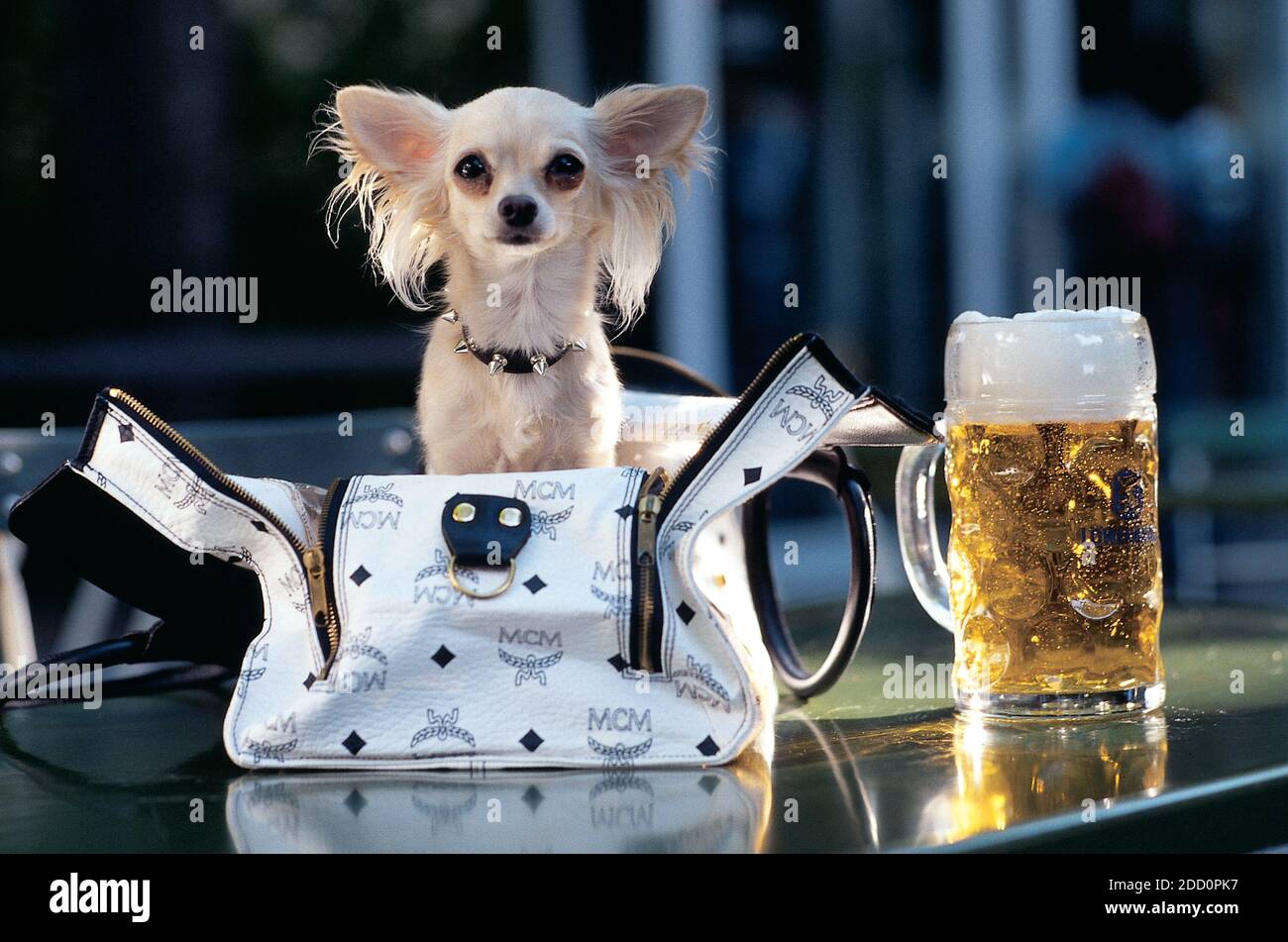 Tiny Chihuahua Can't Get Enough Of His Puppy Purse!, puppy, dog, handbag,  Chihuahua, Tiny Pippin loves his puppy purse! 🥰👜 Any tiny dog owners  that can relate in here?