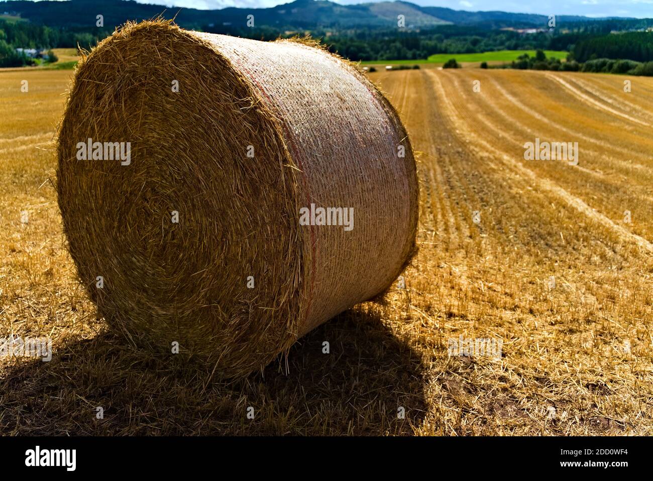 Round hay bale on a golden wheat field near the farm Stock Photo - Alamy