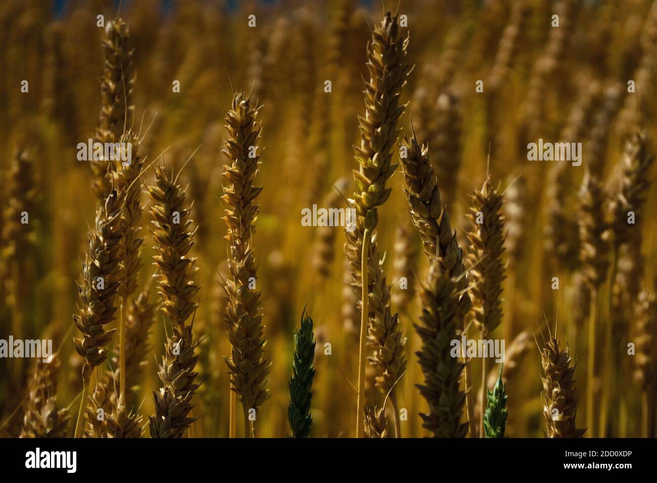 Wheat field ready for harvest. Close-up photo in the summer sun Stock ...