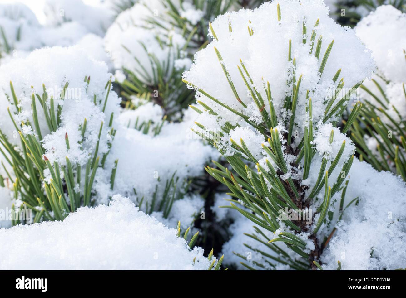 Frost on pine tree hi-res stock photography and images - Alamy