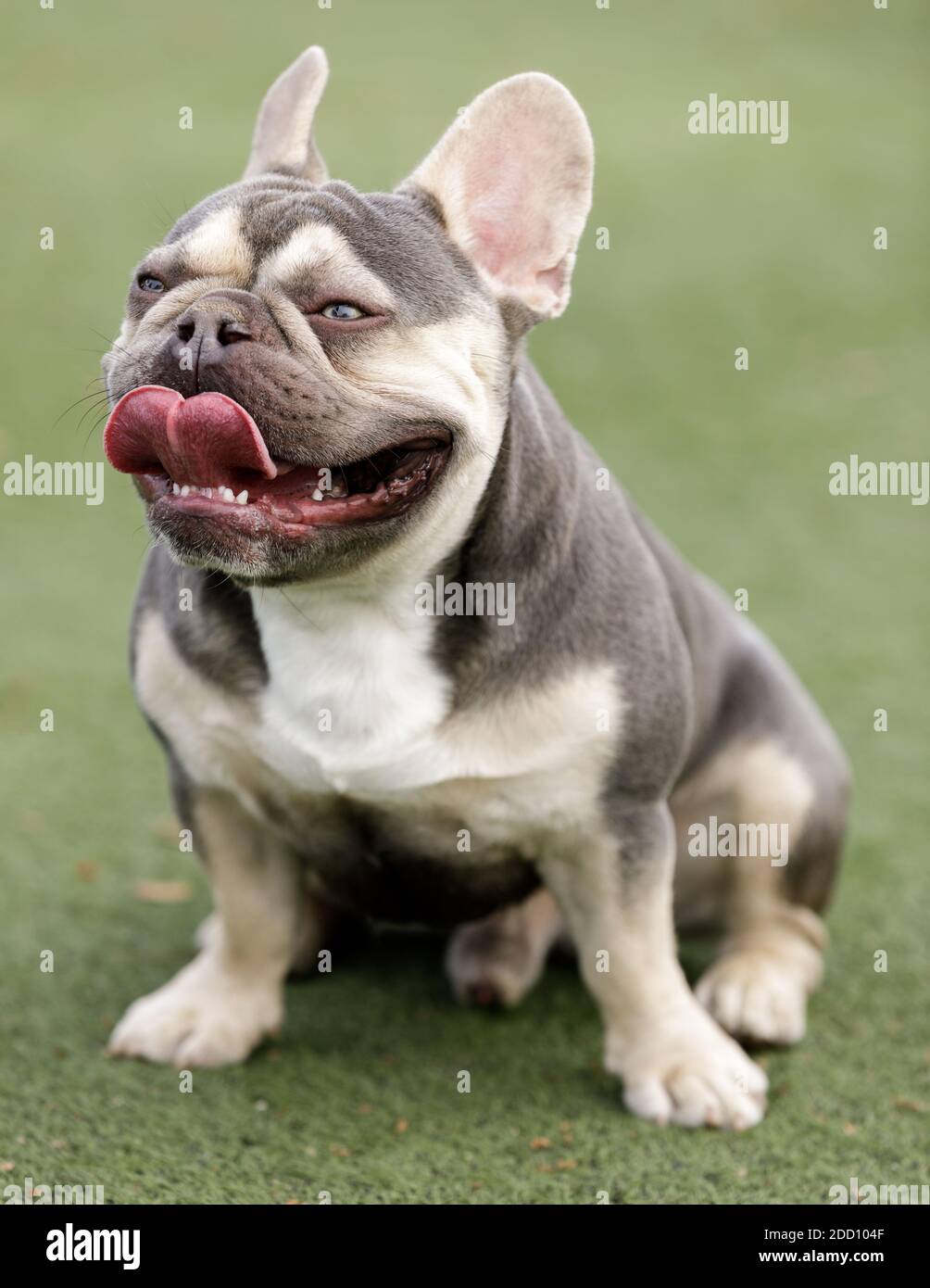 Bulldog frances hi-res stock photography and images - Alamy