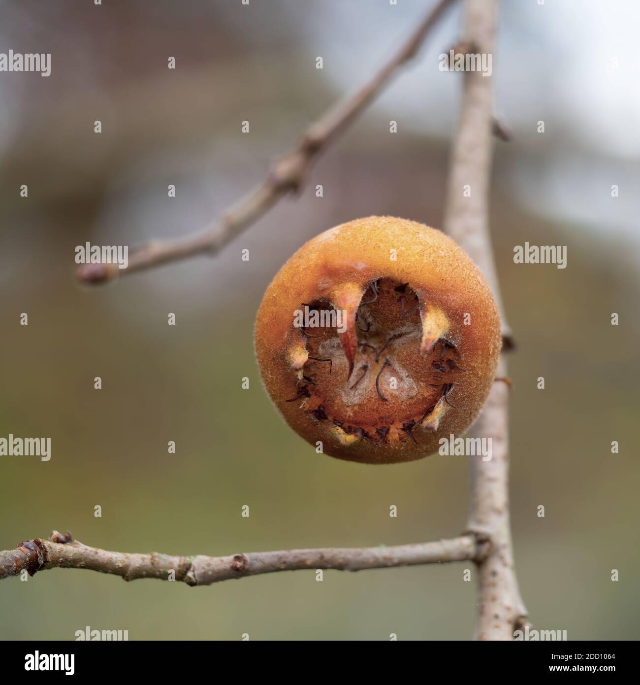 Fruit of Common medlar Mespilus germanica on twig Stock Photo