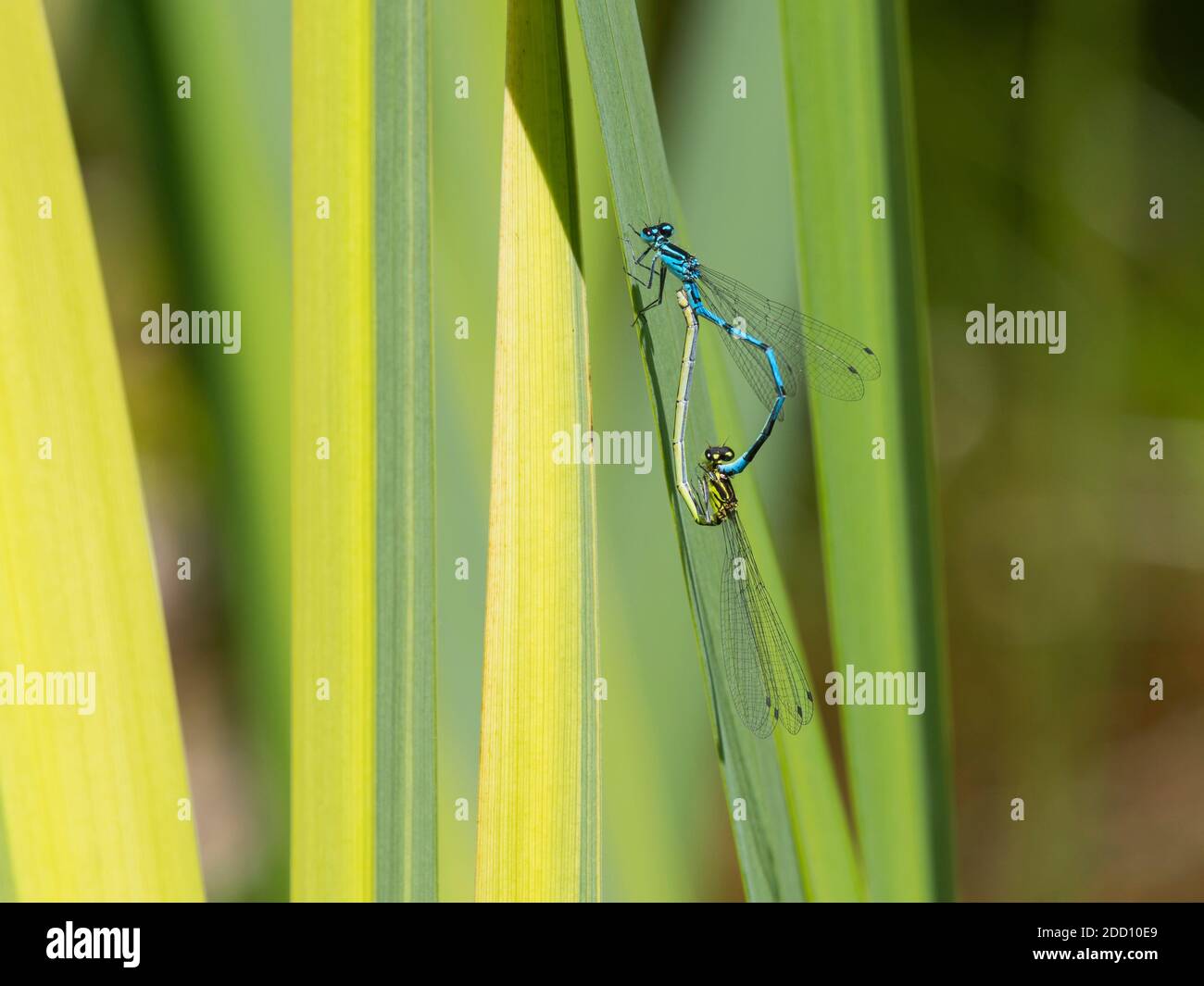 Azure Damselflies, Coenagrion puella, mating, on iris leaves in a pond, Dumfries & Galloway, Scotland Stock Photo